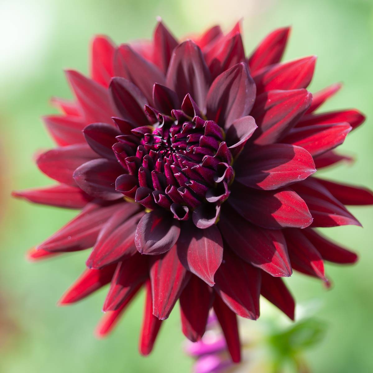 Dahlia Cactus Chat Noir 1-pakning